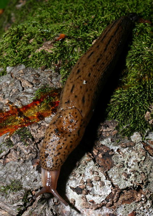 Limax cf maximus del Gran Sasso (TE)